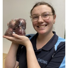 RED ONIONS 500 GRAM BAG Pukekohe Grown